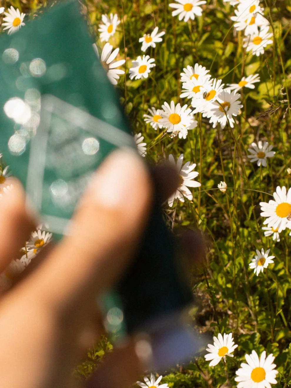 Bjork & Berries Hand Cream - Botanist