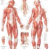 Muscular System Male Laminated Poster