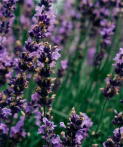 St. Eval Tealight Candles - Lavender Fields